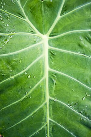 The drop on a leaf の写真素材