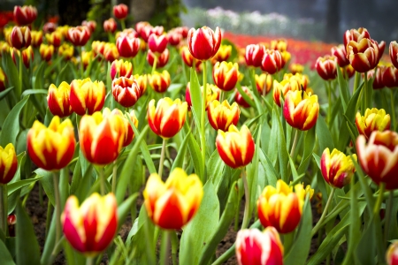 Tulipの写真素材