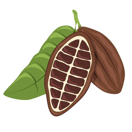 Cacao beanのイラスト素材