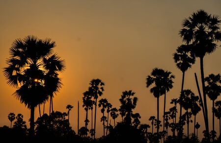 sunset almost night at palm forestの写真素材