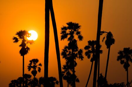 sunset almost night at palm forestの写真素材