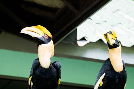Hornbill found in the forest and keep in wild life breeding station