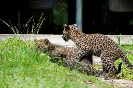 baby leopard in wildlife breeding stationの写真素材