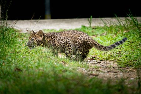 baby leopard in wildlife breeding station