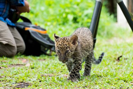 baby leopard found in the rain forest, now live in wildlife breeding station.の写真素材
