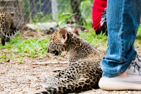 baby leopard found in the rain forest, now live in wildlife breeding station.の写真素材