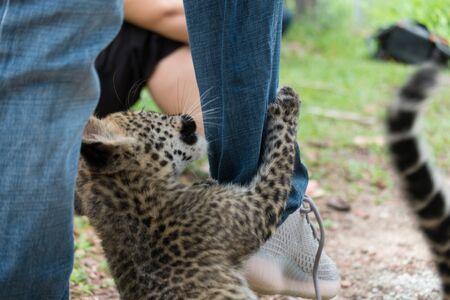 baby leopard found in the rain forest, now live in wildlife breeding station.の写真素材