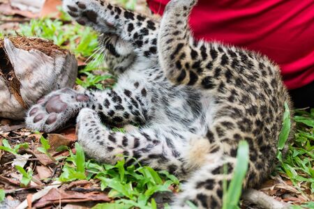 baby leopard found in the rain forest, now live in wildlife breeding station.の写真素材