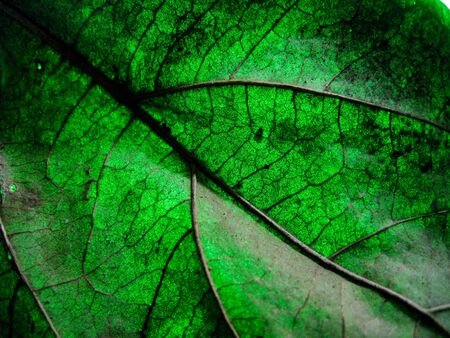 selective focus dry leaf with colour light.