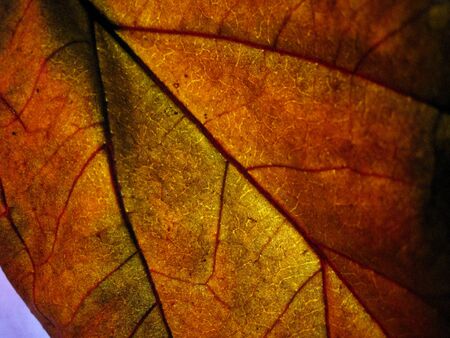 selective focus dry leaf with colour light.の写真素材