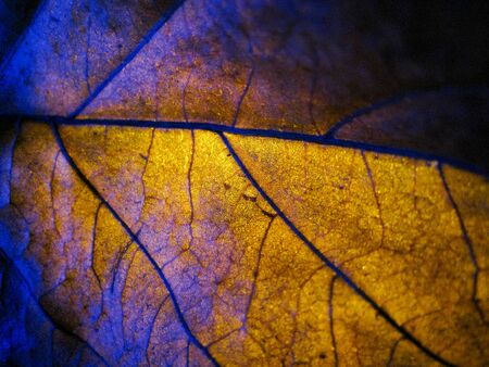 selective focus dry leaf with colour light.