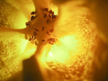 selective focus closeup picture of yellow Bell pepper seed inside of it.の写真素材