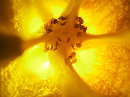 selective focus closeup picture of yellow Bell pepper seed inside of it.の写真素材