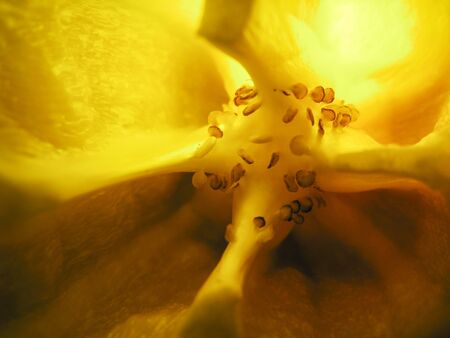 selective focus closeup picture of yellow Bell pepper seed inside of it.の写真素材