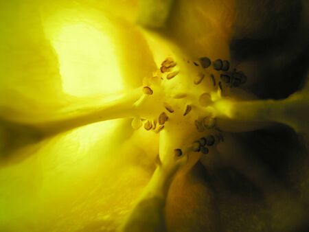 selective focus closeup picture of yellow Bell pepper seed inside of it.の写真素材