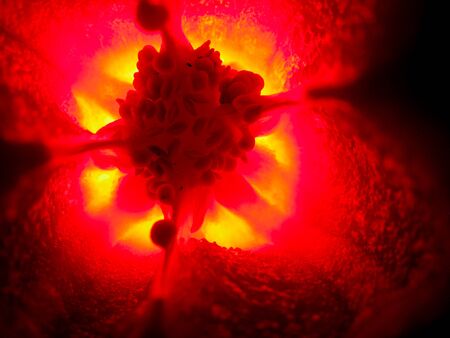 selective focus closeup picture of red Bell pepper seed inside of it.の写真素材