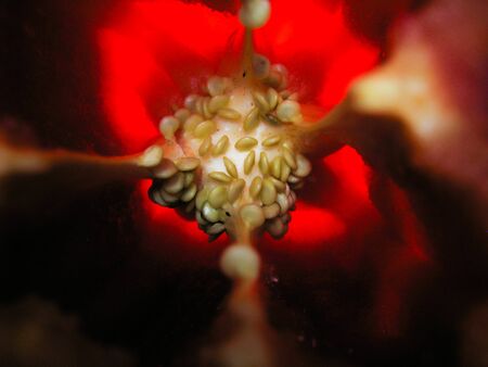 selective focus closeup picture of red Bell pepper seed inside of it.の写真素材