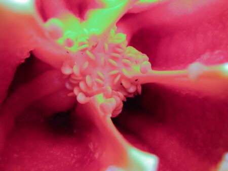 selective focus closeup picture of red Bell pepper seed inside of it.の写真素材