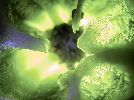 selective focus closeup picture of green Bell pepper seed inside of it.の写真素材