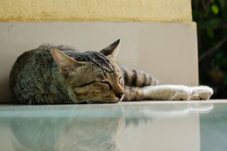 small cat sleeping under the roof at noonの写真素材