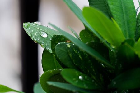 water drop from rain on green leaf in rainforest.の写真素材