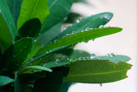 water drop from rain on green leaf in rainforest.の写真素材