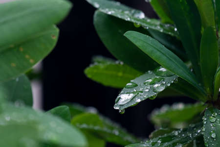 water drop from rain on green leaf in rainforest.の写真素材