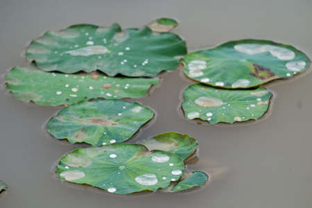 water drop from rain on green leaf in rainforest.の写真素材