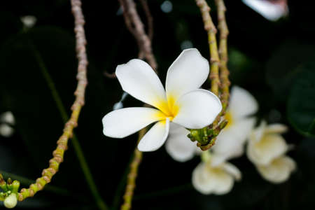 the flower call Frangipani or Plumeria or Temple Tree or Graveyard Tree.  a lot of white flowers in the tropic forrest.の写真素材