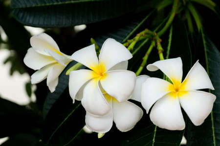 the flower call Frangipani or Plumeria or Temple Tree or Graveyard Tree.  a lot of white flowers in the tropic forrest.の写真素材