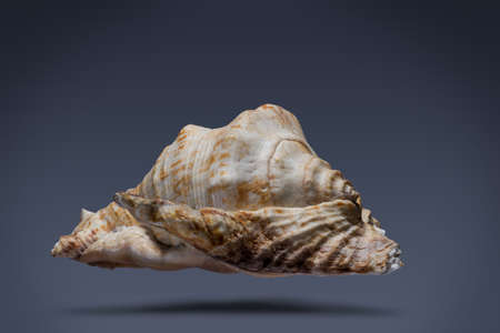 floating seashell laying in the middle of dark blue background subject have clipping path already.の写真素材