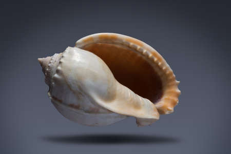 floating seashell laying in the middle of dark blue background subject have clipping path already.