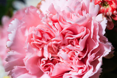 full color of closeup beautiful flower.の写真素材