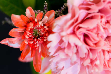 full color of closeup beautiful flower.の写真素材