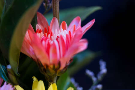 full color of closeup beautiful flower.の写真素材