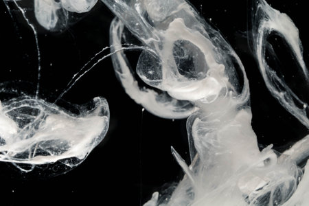 close up of white ink in water isolated on black background, abstract backgroundの写真素材