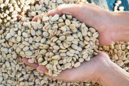 The hands shove dried coffee beans.の写真素材