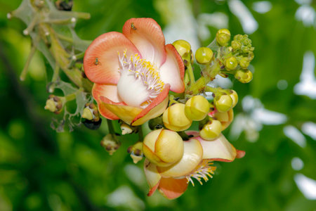 Insects swarm flower in summer.Ants to nestの写真素材