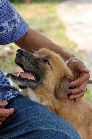 My Love dogs in Thailandの写真素材