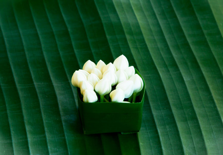 fresh white jasmine on green banana leaf