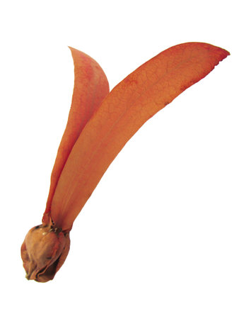 A flying seed of dipterocarpus tree isolated on white backgroundの写真素材