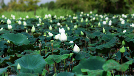 Beautiful white lotus flower and Lotus flower plantsの写真素材