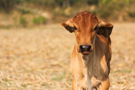 pretty little calfの写真素材