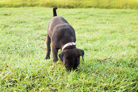 Black puppy dog on green meadowの写真素材
