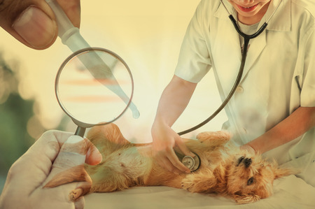 double exposure of veterinarian doctor with vet dog of diagnose and vaccinesの写真素材