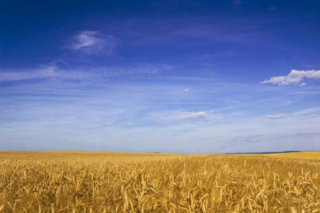 Summer landscape. Field of cereal in the summer.の写真素材