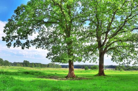 Rural landscape. Green tree in summer.の写真素材