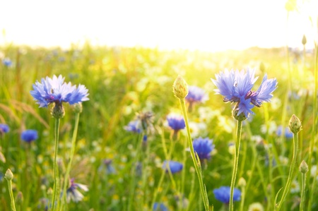Spring flowers. Green meadow full of flowers at summer sunrise.の写真素材
