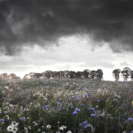 Storm clouds over field with flowers.の写真素材