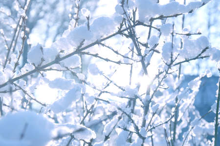 White winter background. Branches covered with snow.